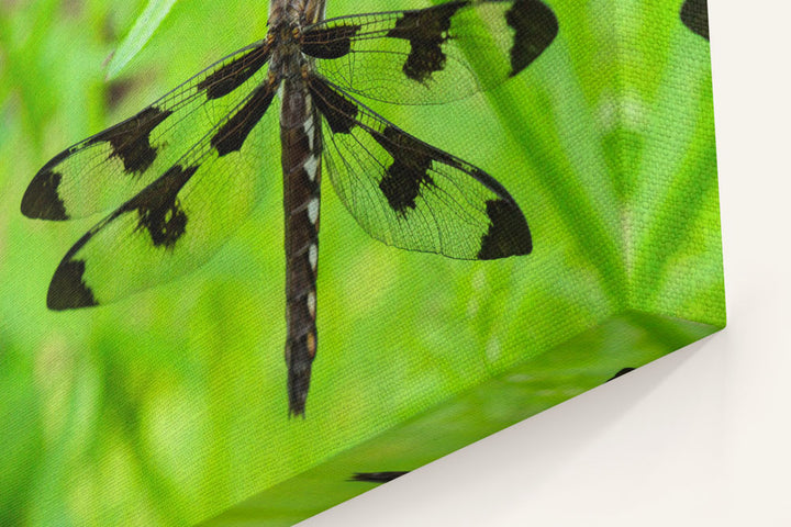 Whitetail Dragonfly, William L. Finley National Wildlife Refuge, Oregon, USA