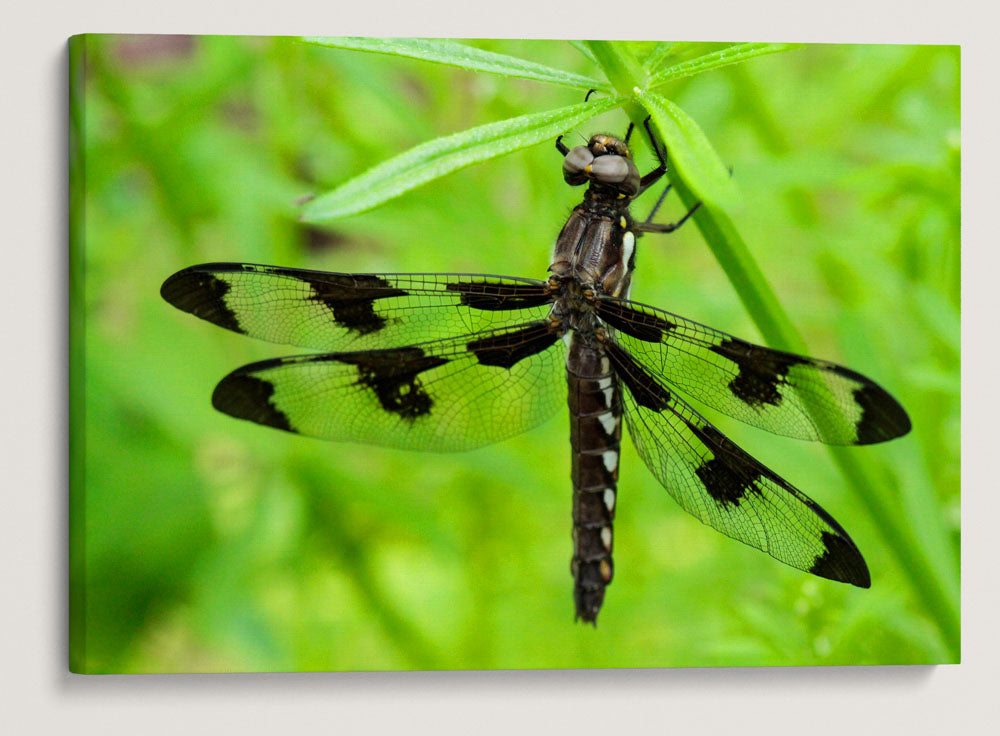 Whitetail Dragonfly, William L. Finley National Wildlife Refuge, Oregon, USA