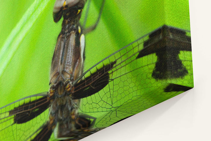 Whitetail Dragonfly, Pigeon Butte, William FInley National Wildlife Refuge, Oregon