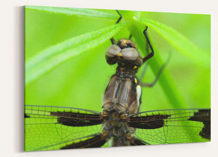 Whitetail Dragonfly, Pigeon Butte, William FInley National Wildlife Refuge, Oregon