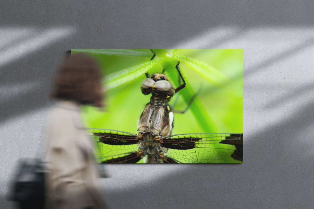 Whitetail Dragonfly, William L. Finley National Wildlife Refuge, Oregon, USA