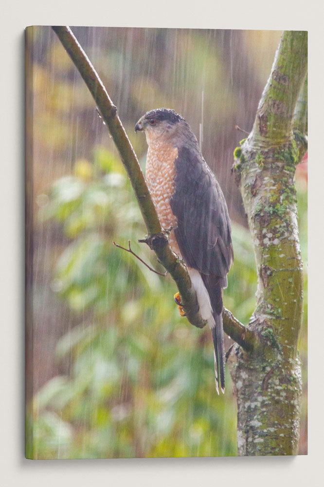 Cooper's Hawk, Eugene, Oregon, USA