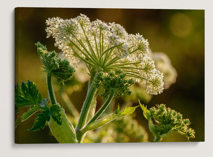 Cow Parsnip, Luffenholtz Beach County Park, California, USA