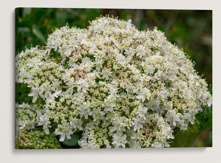 Cow Parsnip, Elk Head Trail, Trinidad State Beach, California, USA