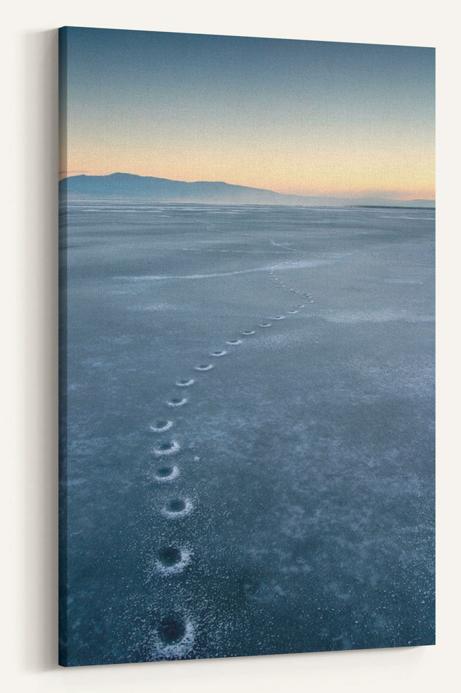 Coyote Tracks in Ice, Lower Klamath National Wildlife Refuge, California