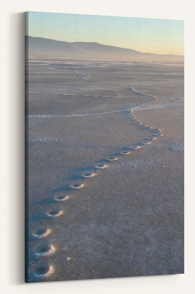 Coyote Tracks Frozen in Ice, Lower Klamath National Wildlife Refuge, California