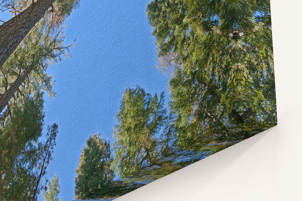 Mixed Conifer Tree Canopy, Crater Lake National Park, Oregon