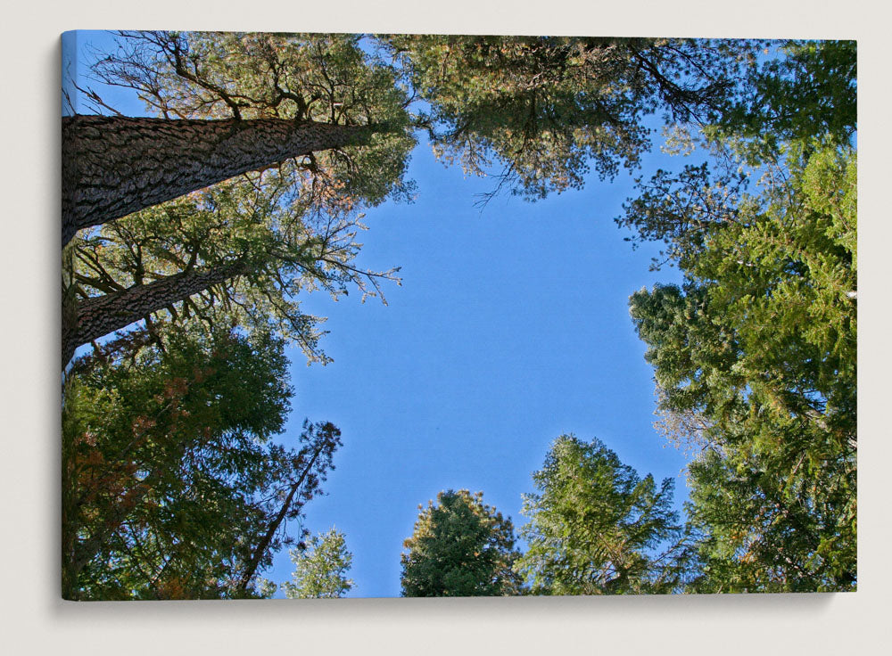 Mixed Conifer Tree Canopy, Crater Lake National Park, Oregon