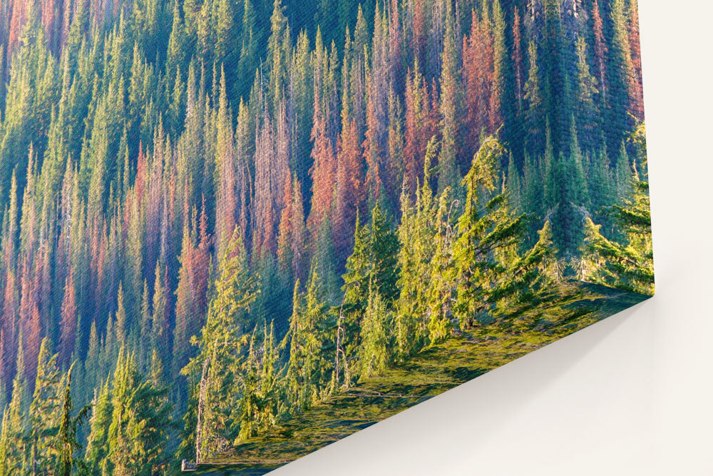 Trees Killed by Bark Beetles, Crater Lake National Park, Oregon, USA