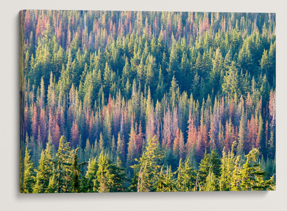 Trees Killed by Bark Beetles, Crater Lake National Park, Oregon, USA