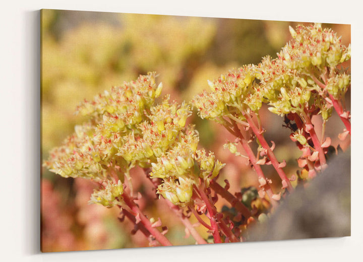 Creamy Stonecrop, Carpenter Mountain, Oregon