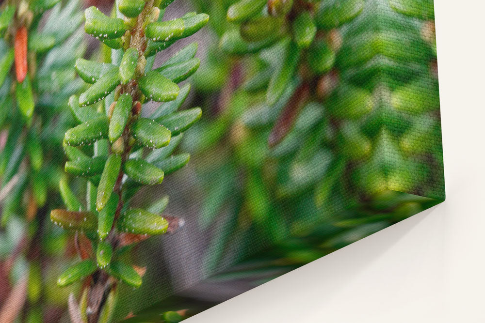 Crowberry, Elk Head, Trinidad State Beach, California, USA