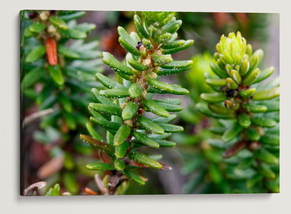 Crowberry, Elk Head, Trinidad State Beach, California, USA