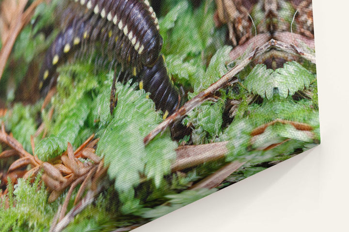 Yellow-spotted millipedes, Prairie Creek Redwoods State Park, California