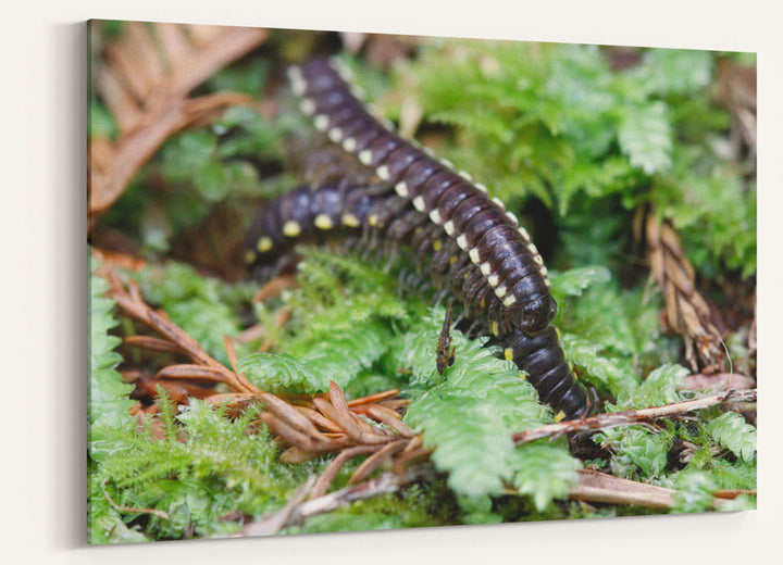 Yellow-spotted millipedes, Prairie Creek Redwoods State Park, California
