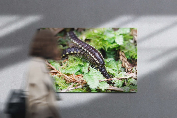 Yellow-spotted millipedes, Prairie Creek Redwoods State Park, California