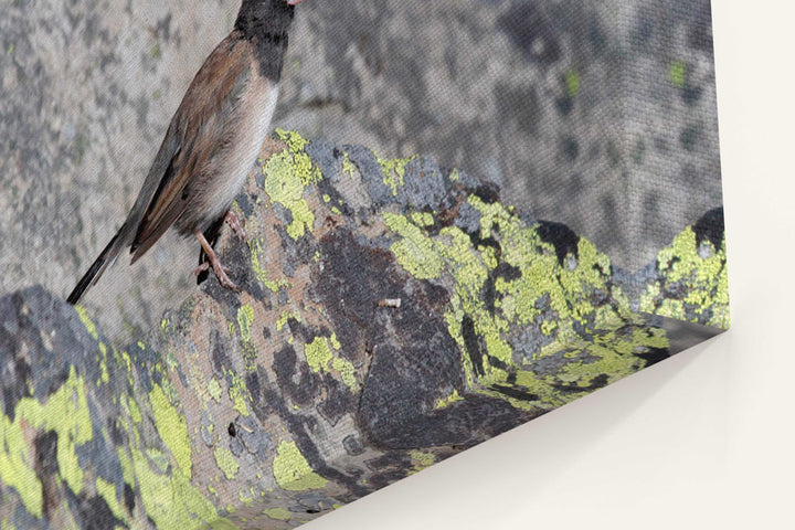 Dark-eyed junco, Carpenter Mountain, Oregon