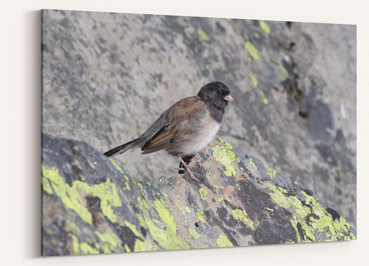 Dark-eyed junco, Carpenter Mountain, Oregon