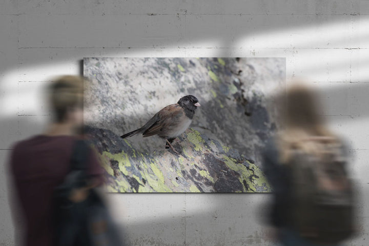 Dark-eyed junco, Carpenter Mountain, Oregon