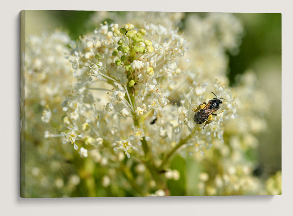 Flowering Deer Brush and Bee, Hogback Mountain, Klamath Falls, Oregon, USA