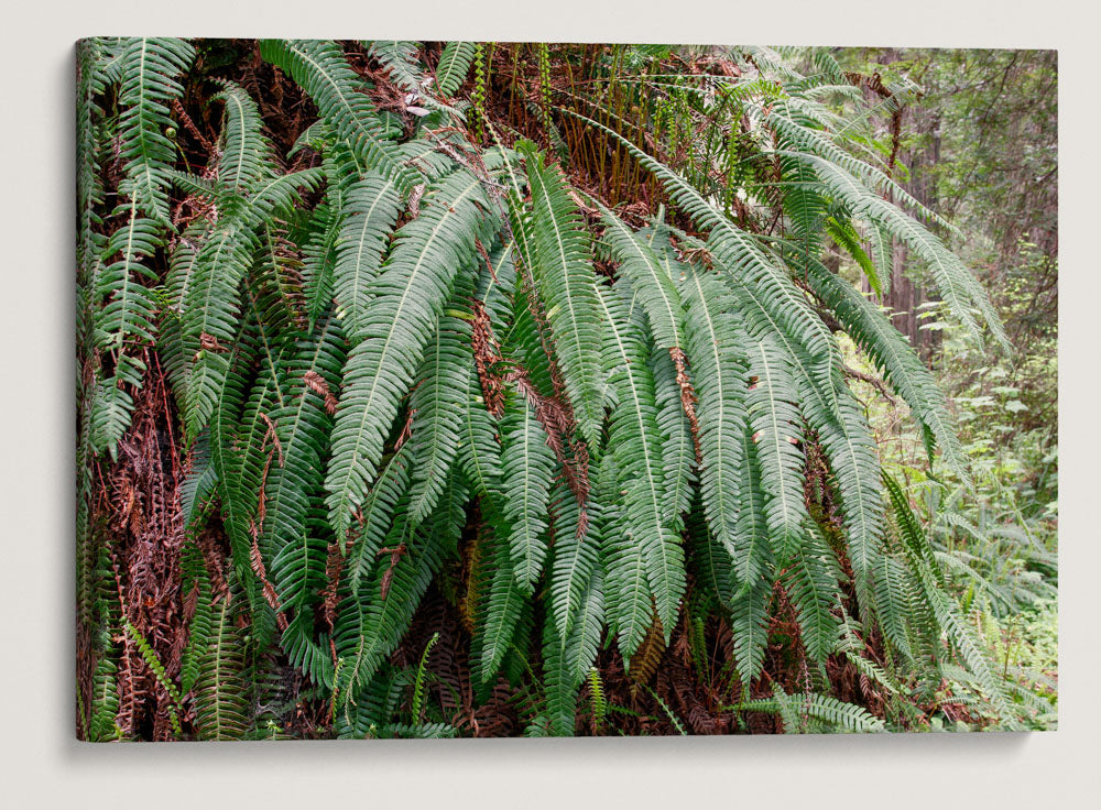 Deer ferns, Ossagon Trail, Prairie Creek Redwoods State Park, California, USA