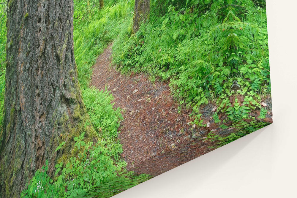 Old-Growth Forest Trail, Delta Creek, Willamette National Forest, Oregon