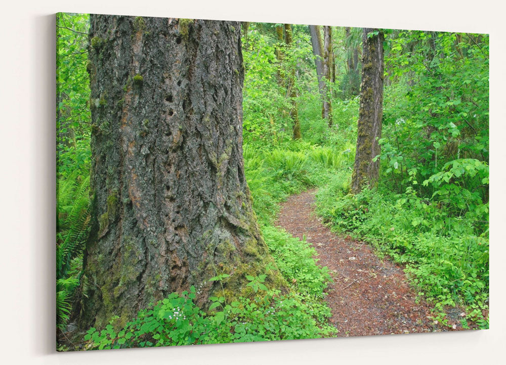 Old-Growth Forest Trail, Delta Creek, Willamette National Forest, Oregon