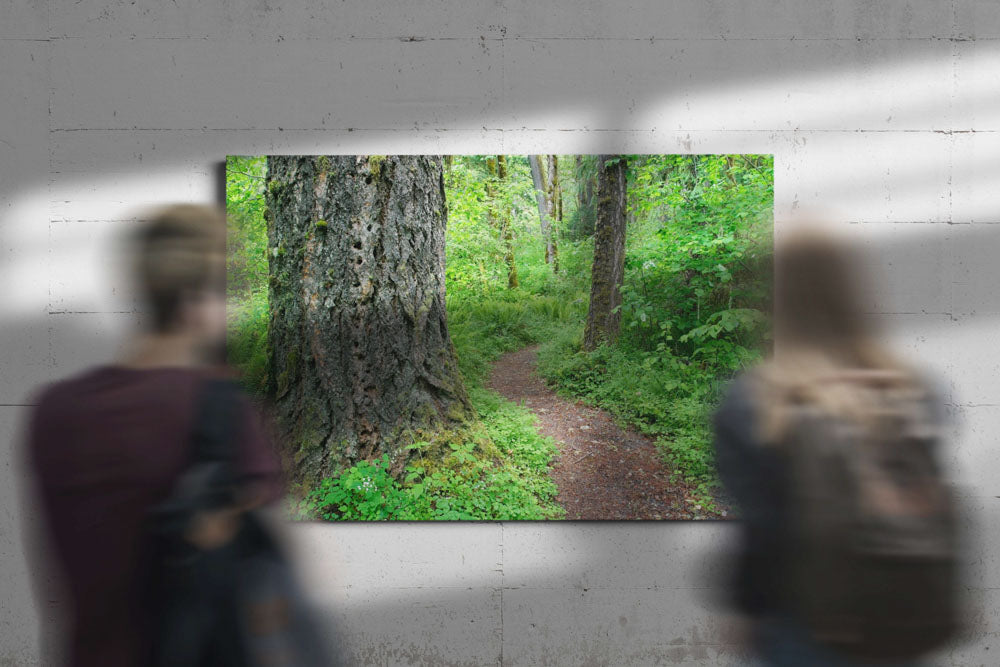 Old-Growth Forest Trail, Delta Creek, Willamette National Forest, Oregon