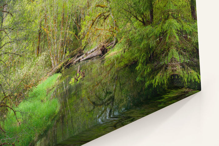 Delta Creek, Delta Creek Old-Growth Nature Trail, Willamette National Forest, Oregon, USA