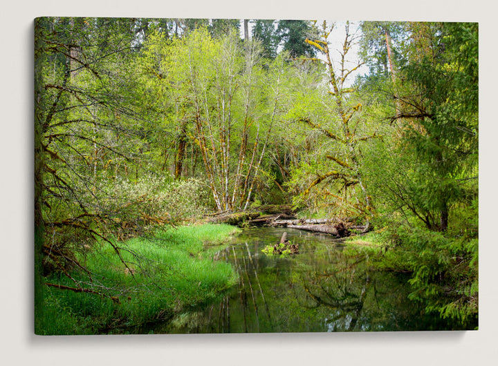 Delta Creek, Delta Creek Old-Growth Nature Trail, Willamette National Forest, Oregon, USA