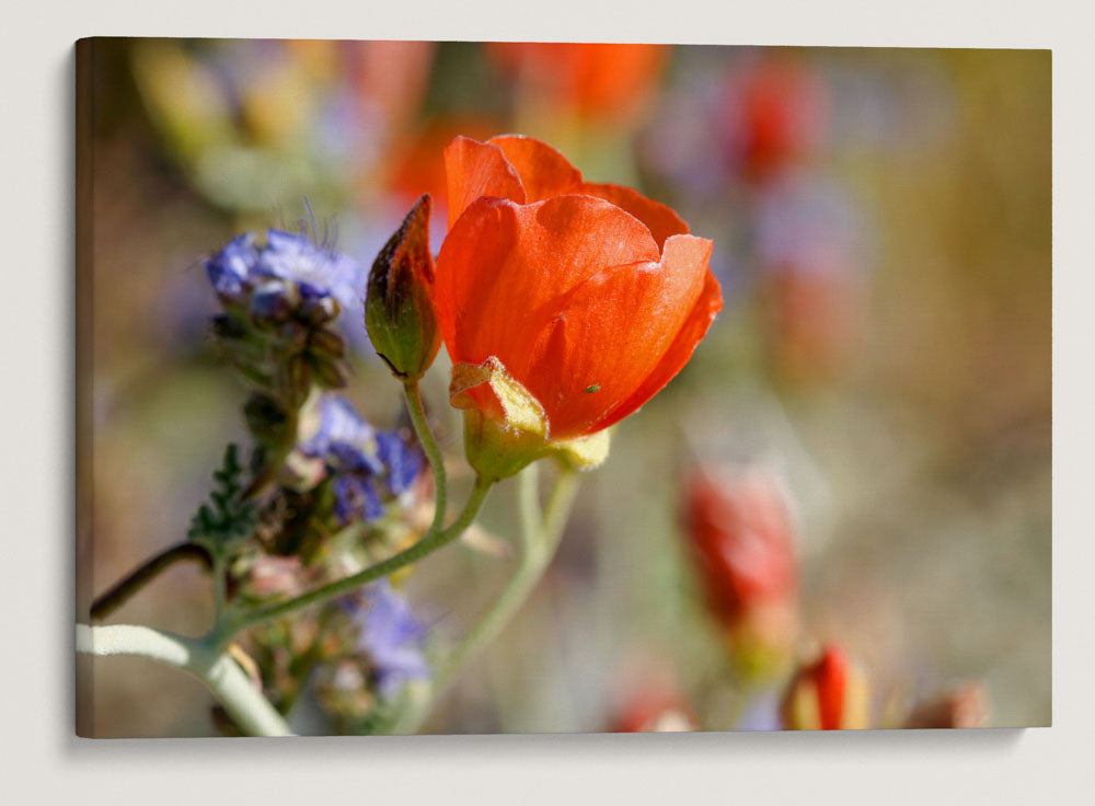 Desert globemallow, Joshua Tree National Park, California, USA