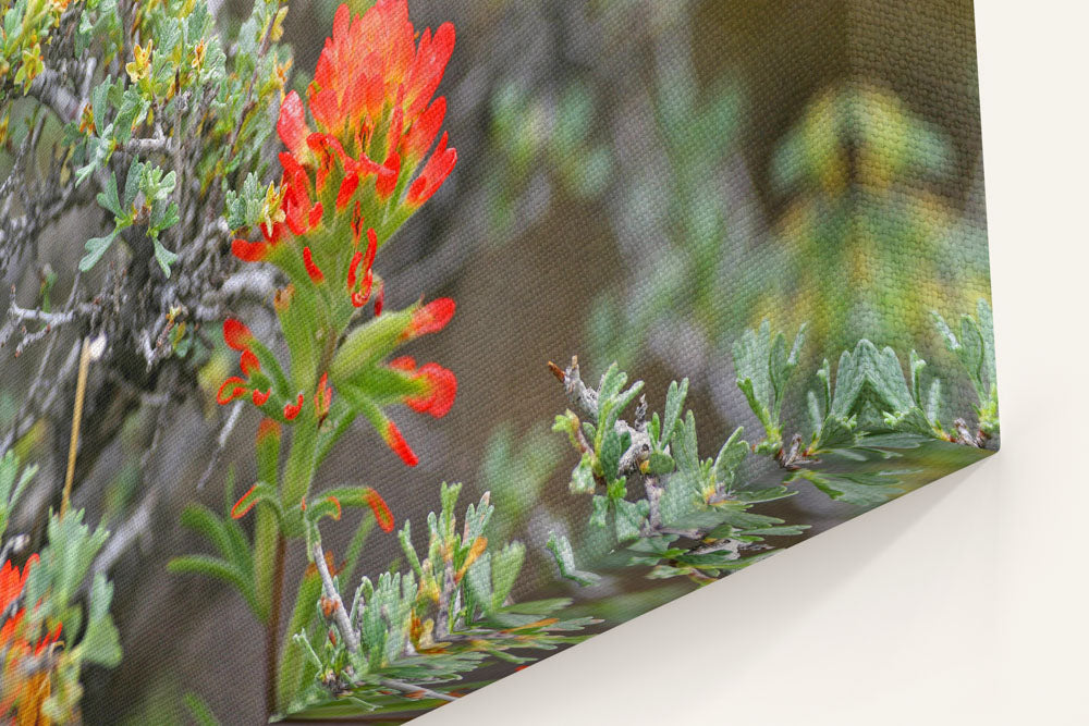 Desert Indian Paintbrush, Alvord Desert, Oregon, USA