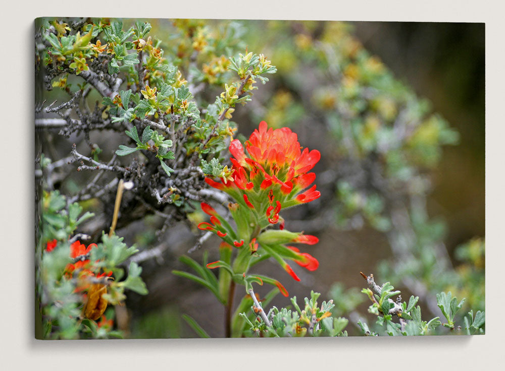 Desert Indian Paintbrush, Alvord Desert, Oregon, USA