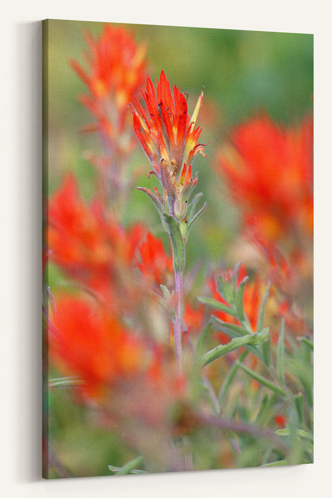 Desert Indian Paintbrush, Hogback Mountain, Klamath Falls, Oregon