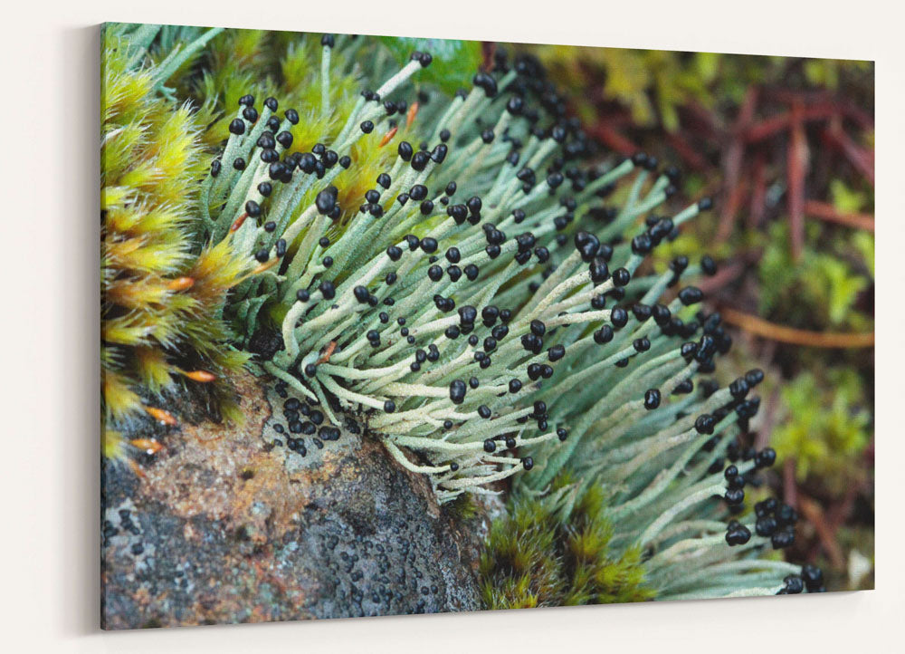 Devils Matchstick Lichen, Limpy Rock, Oregon