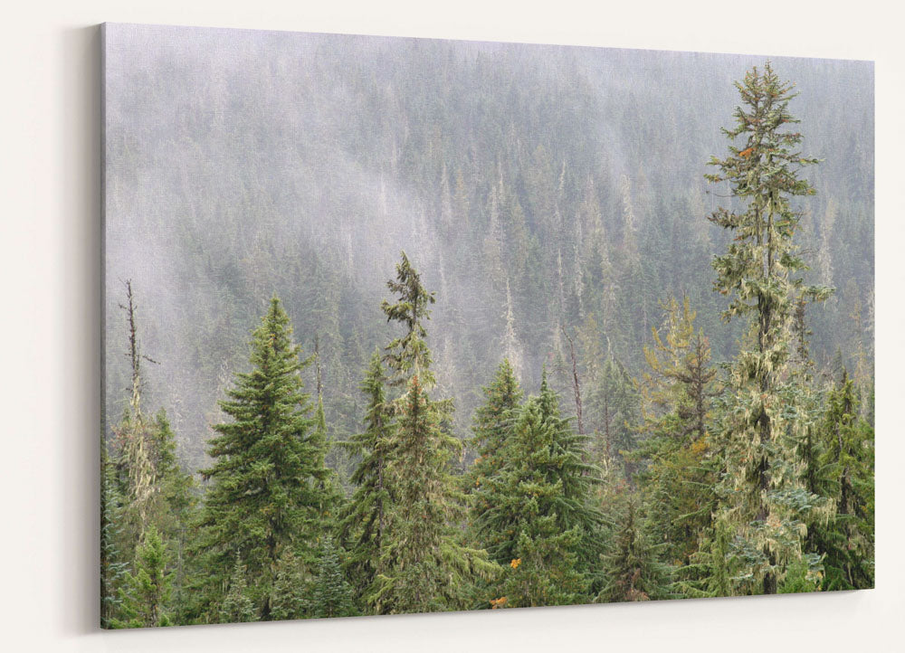 Forest and Mist, Diamond Peak Wilderness, Oregon