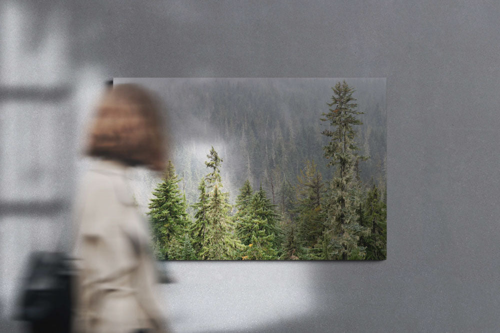 Forest and Mist, Diamond Peak Wilderness, Oregon