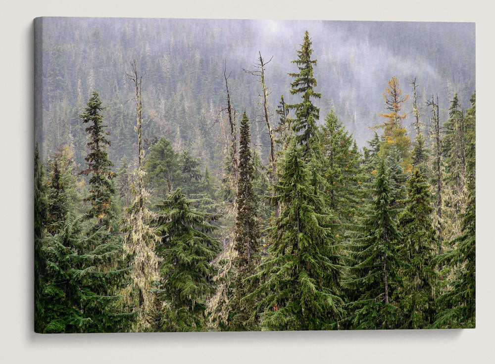 Forest and Mist, Diamond Peak Wilderness, Oregon, USA