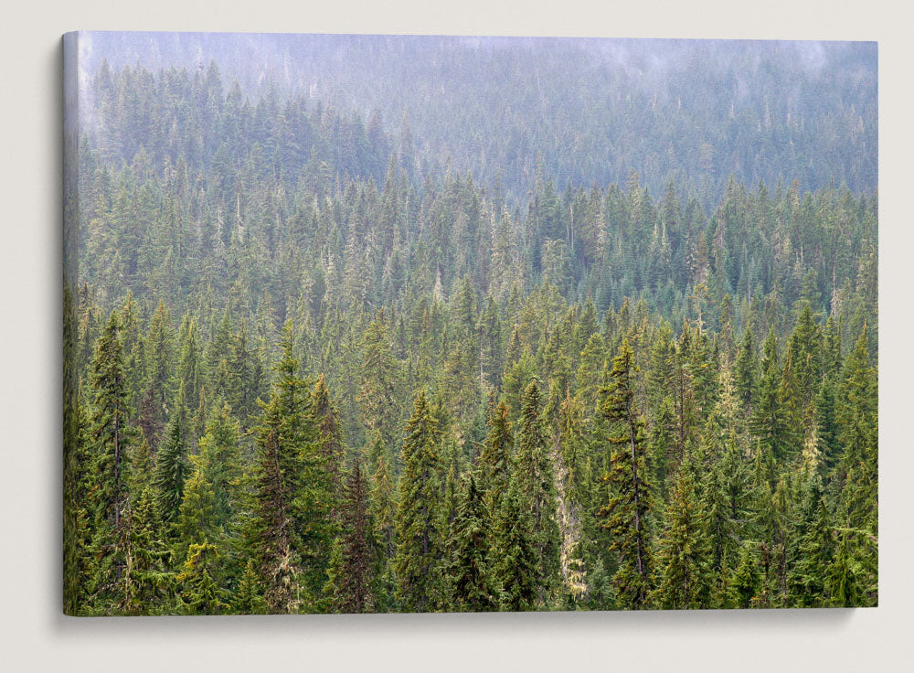 Forest and Mist, Diamond Peak Wilderness, Oregon