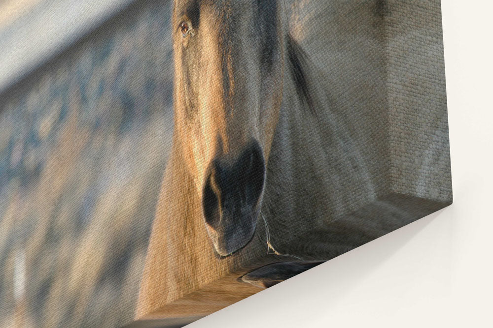 Horse, Livingston, Montana