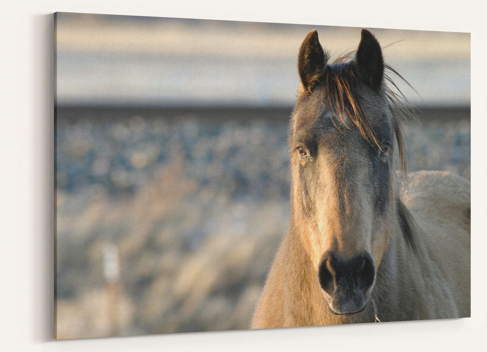 Horse, Livingston, Montana