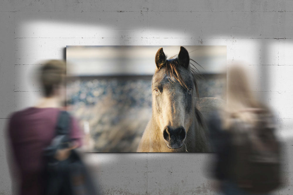 Horse, Livingston, Montana