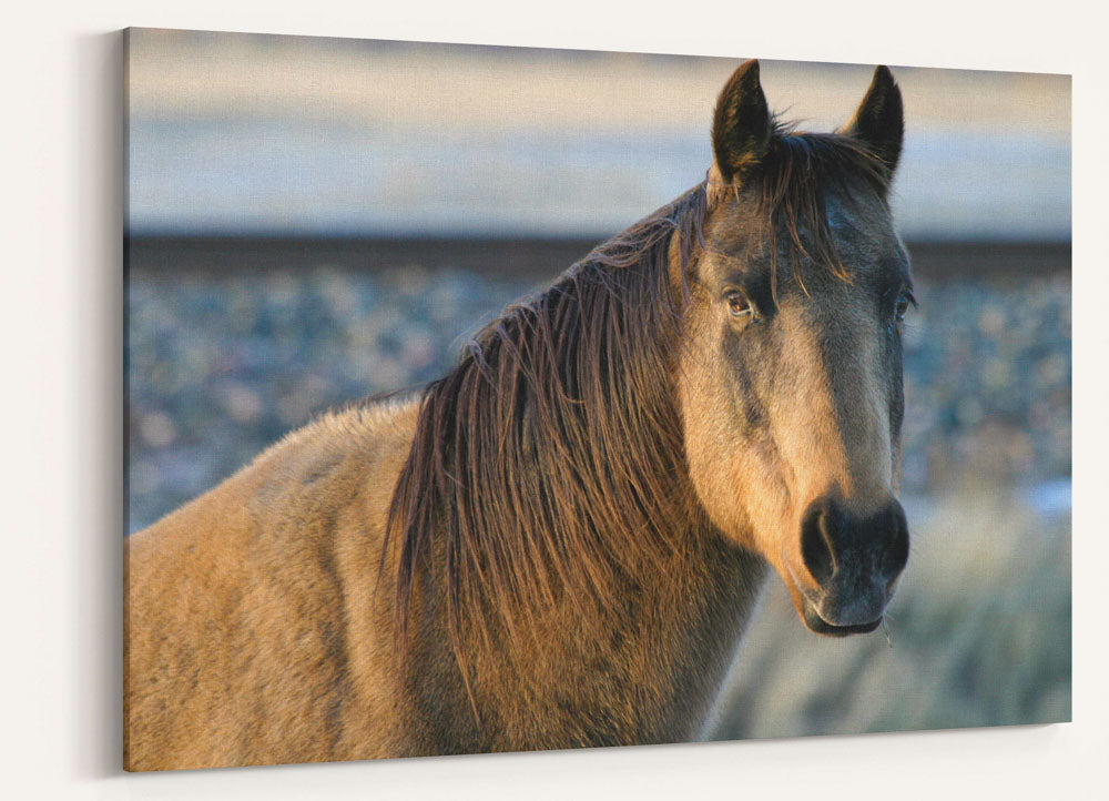Horse at Sunset, Livingston, Montana