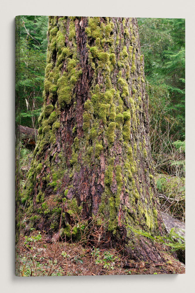 Moss-Covered Douglas Fir, Lookout Creek Old-Growth Trail, HJ Andrews Forest, Oregon
