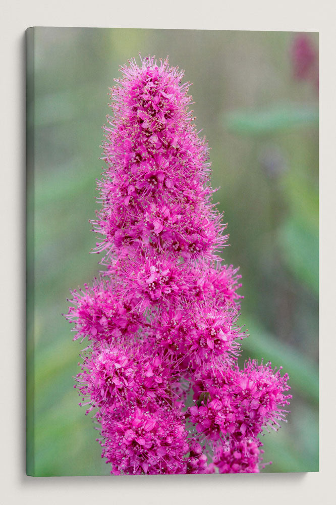 Pink-Flowering Douglas Spirea, William L. Finley National Wildlife Refuge, Oregon, USA