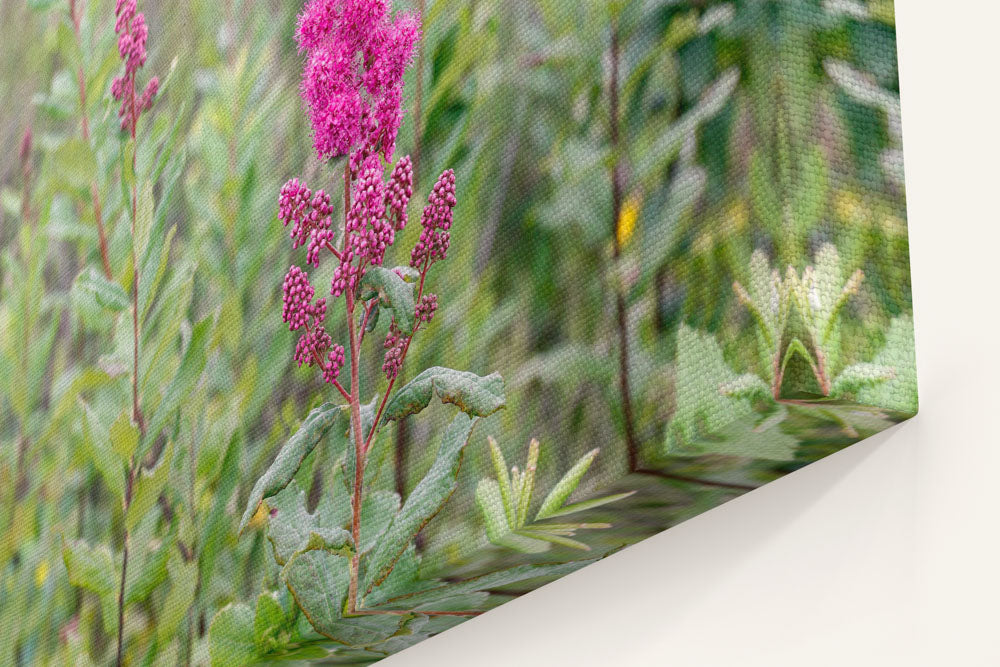 Douglas' Spirea, Willamette Floodplain RNA, William L. Finley National Wildlife Refuge, Oregon, USA