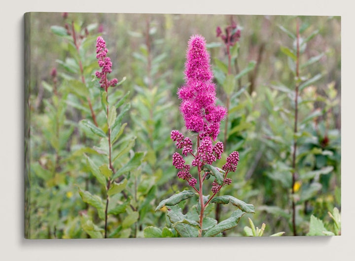 Douglas' Spirea, Willamette Floodplain RNA, William L. Finley National Wildlife Refuge, Oregon, USA