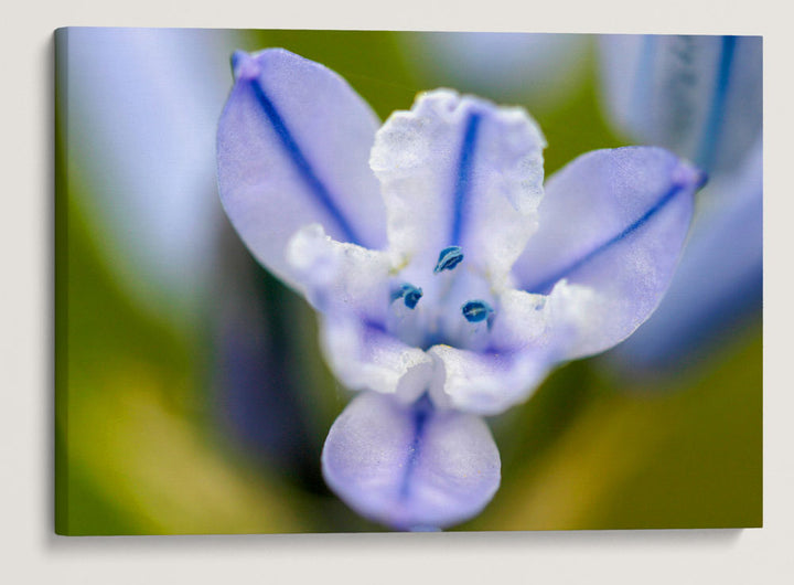 Douglas's Triteleia, Turnbull National Wildlife Refuge, Washington, USA