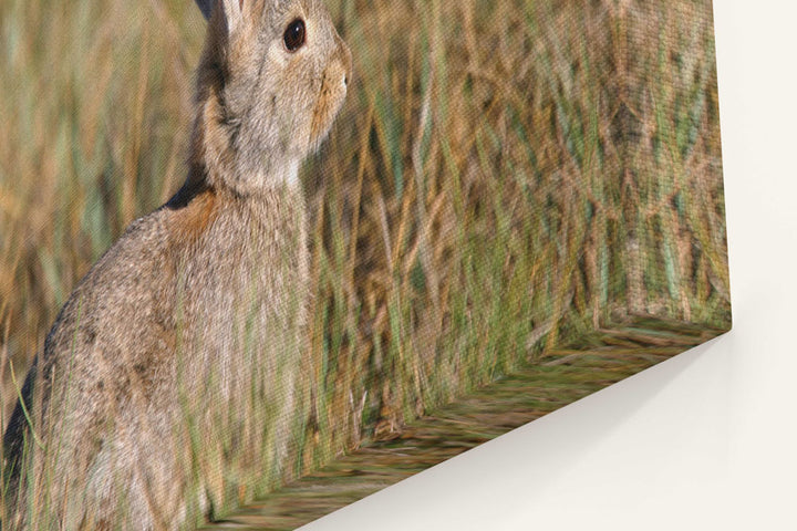 Desert cottontail, Devil's Tower National Monument, Wyoming