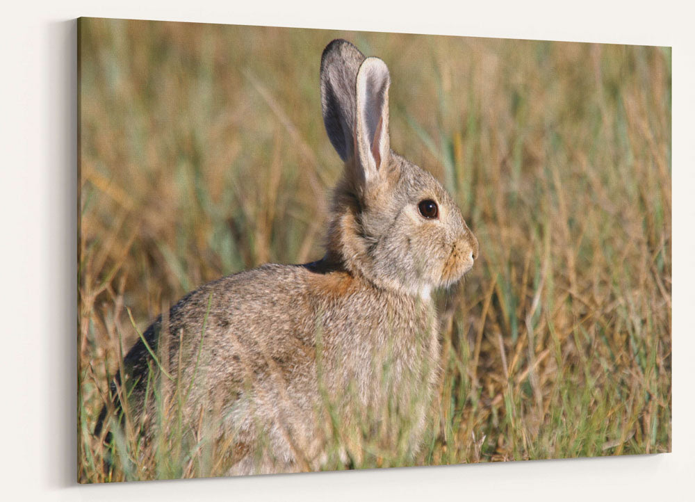 Desert cottontail, Devil's Tower National Monument, Wyoming